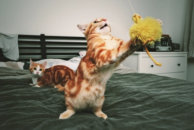 Jeux de lancer chien